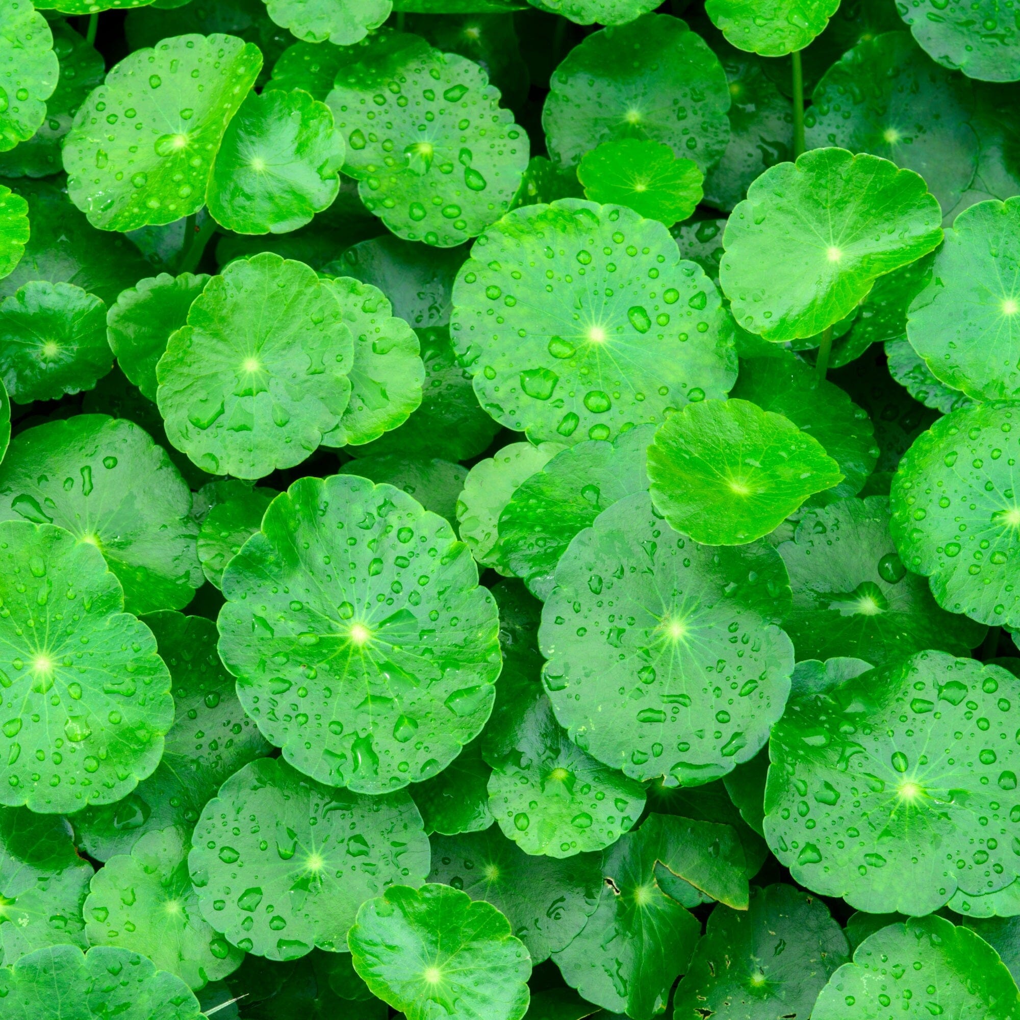 Centella Asiatica