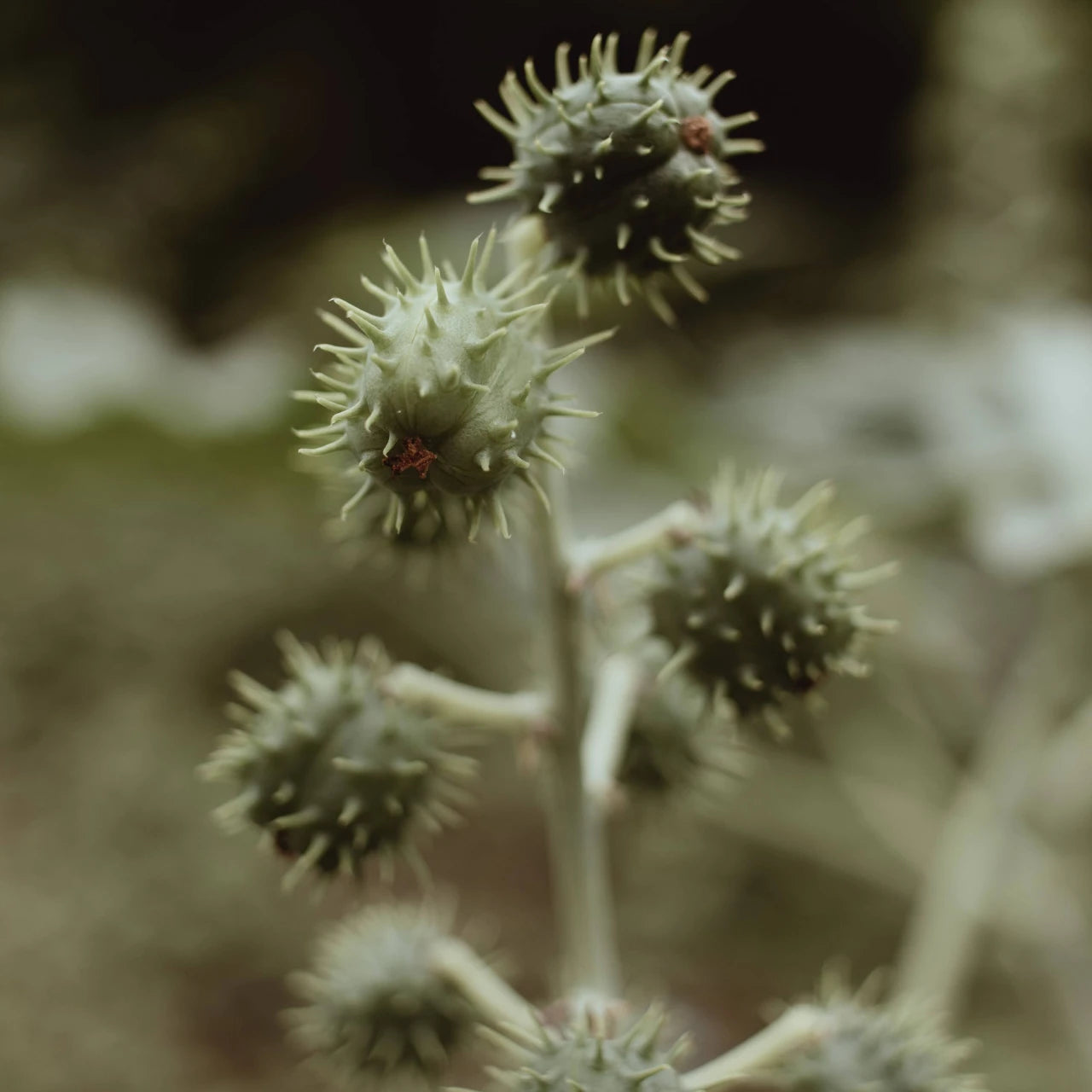 Castor Oil