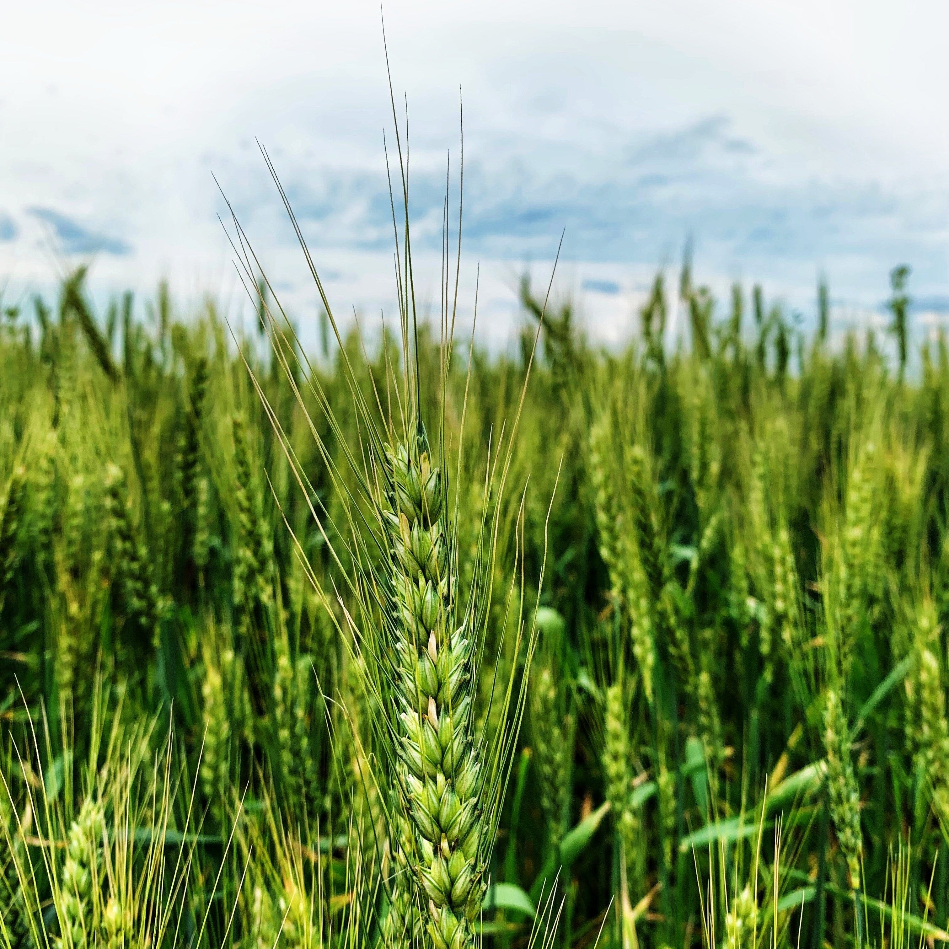 Barley grass