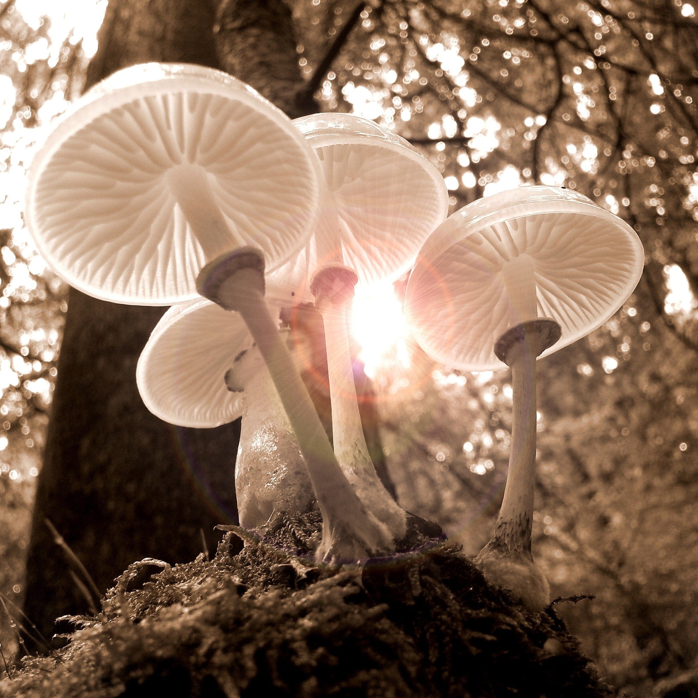All about mushrooms