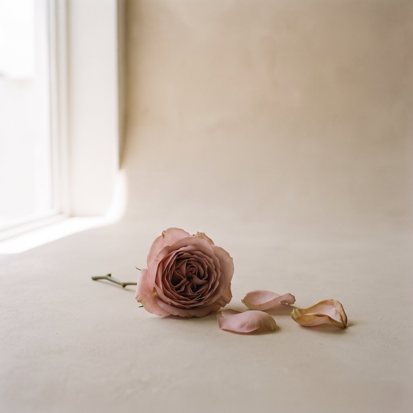 A garden rose and fallen petals