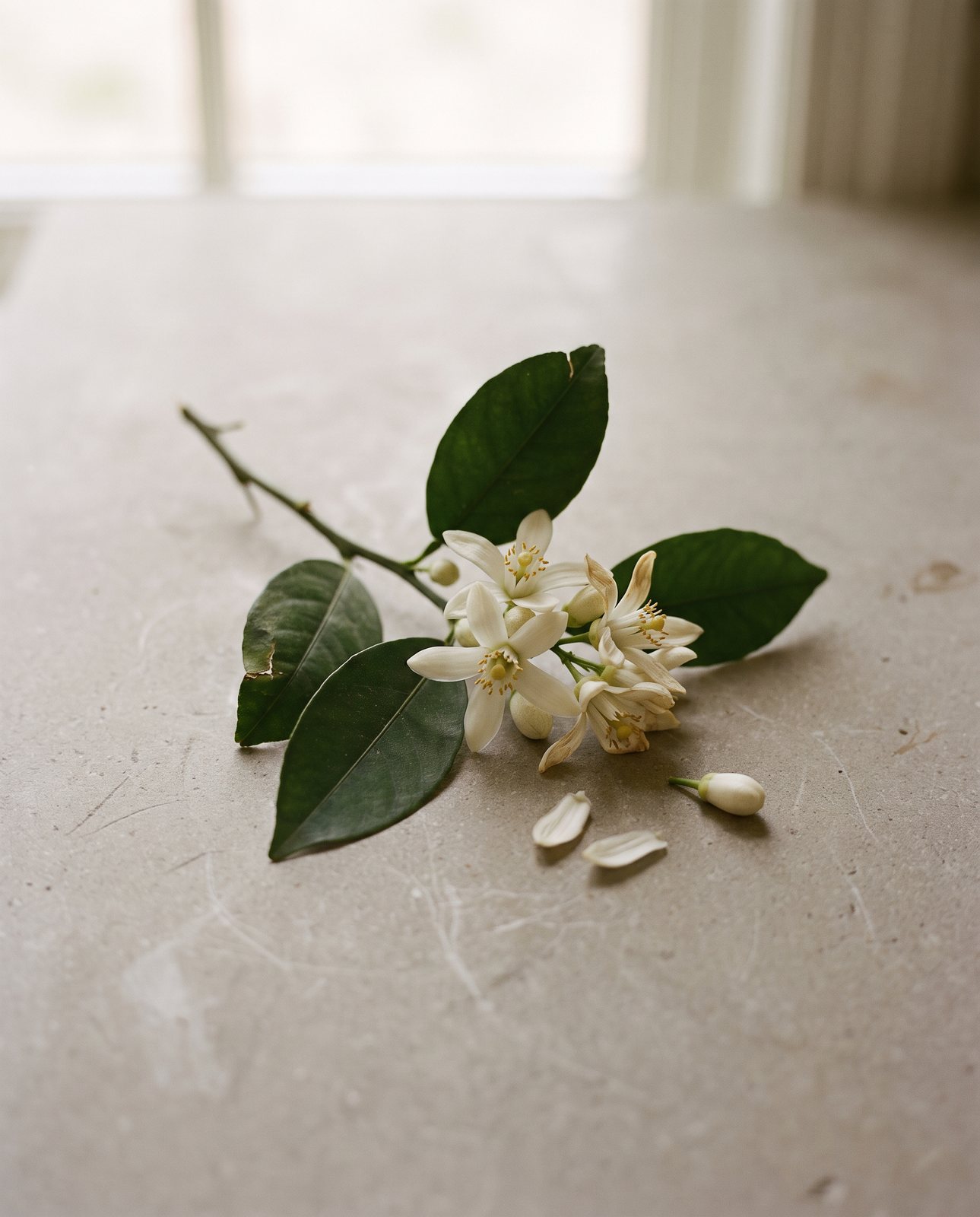 A sprig of orange blossom (neroli) on stone in soft window light
