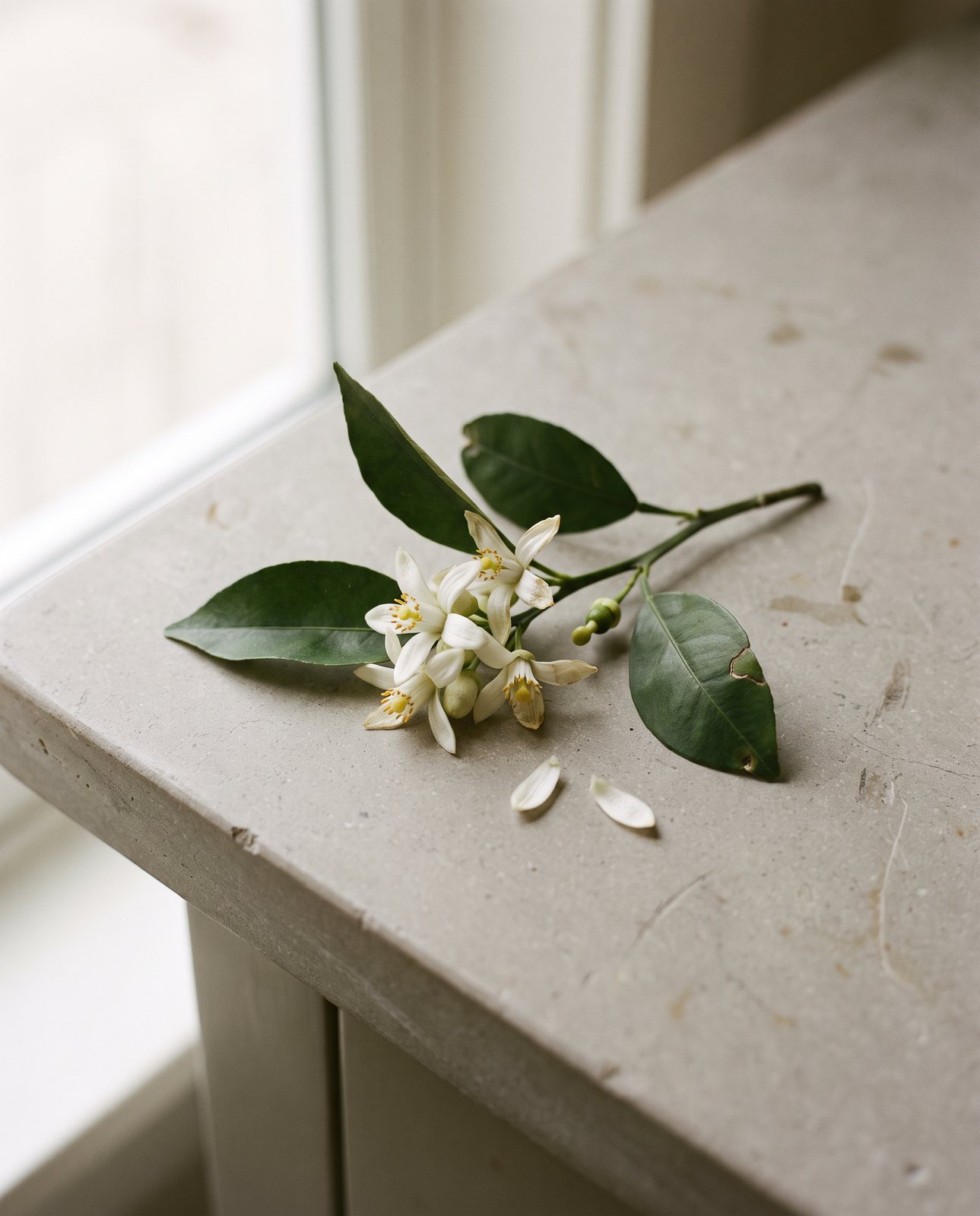 A sprig of orange blossom on a stone windowsill